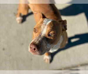 Mutt Dogs for adoption in Tulsa, OK, USA