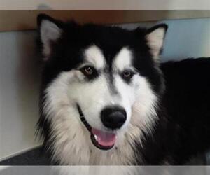 Alusky Dogs for adoption in Missoula, MT, USA