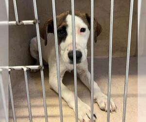 Mutt Dogs for adoption in Oklahoma City, OK, USA