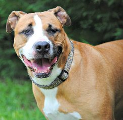 Bullboxer Pit Dogs for adoption in Spring Lake, NJ, USA