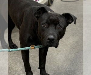 Labrador Retriever-Unknown Mix Dogs for adoption in Forestville, MD, USA