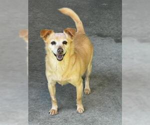 Chihuahua-Unknown Mix Dogs for adoption in San Martin, CA, USA