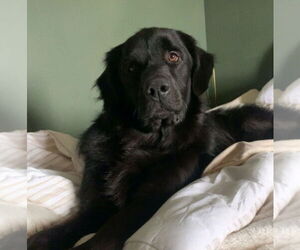 Mutt Dogs for adoption in Brooklyn Center, MN, USA