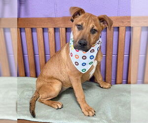 Labrador Retriever-Rhodesian Ridgeback Mix Dogs for adoption in Genesee, WI, USA