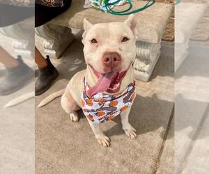 Mutt Dogs for adoption in Tulsa, OK, USA