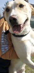 Labrador Retriever Dogs for adoption in Potsdam, NY, USA