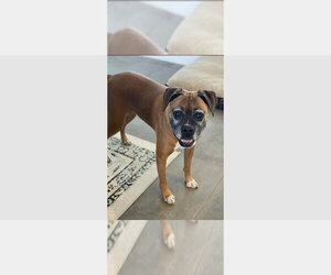 Medium Photo #2 Boxer Puppy For Sale in Austin, TX, USA