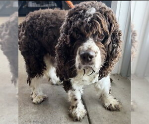 Cocker Spaniel Dogs for adoption in Forestville, MD, USA