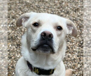 Labrador Retriever-Unknown Mix Dogs for adoption in Jefferson, WI, USA
