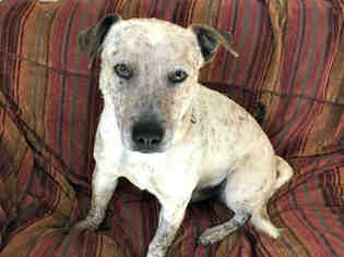 Mutt Dogs for adoption in Santa Fe, NM, USA