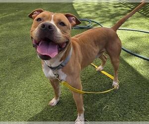 American Pit Bull Terrier-Unknown Mix Dogs for adoption in Las Vegas, NV, USA