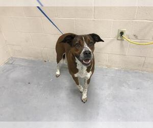 Boxador Dogs for adoption in Conroe, TX, USA