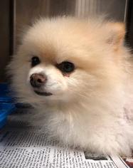 Pomeranian Dogs for adoption in Bauxite, AR, USA