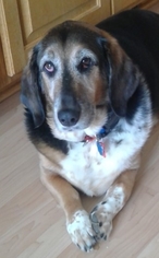 Basset Hound-Unknown Mix Dogs for adoption in Minneapolis, MN, USA