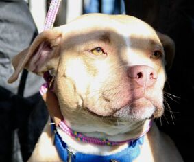 American Pit Bull Terrier-Unknown Mix Dogs for adoption in Grass Valley, CA, USA