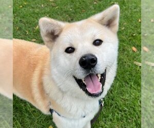 Akita Dogs for adoption in Santa Barbara, CA, USA