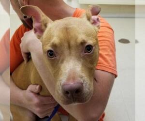 American Staffordshire Terrier-Unknown Mix Dogs for adoption in NYC, NY, USA