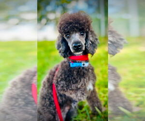 Poodle (Toy) Dogs for adoption in Pacolet, SC, USA