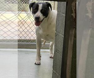 American Pit Bull Terrier-Unknown Mix Dogs for adoption in Downey, CA, USA