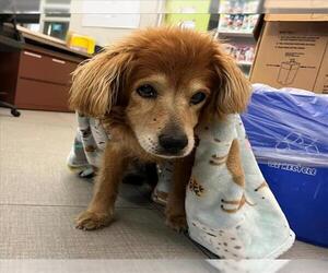 Cocker Spaniel-Unknown Mix Dogs for adoption in Rancho Cucamonga, CA, USA