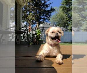 Shih Tzu Dogs for adoption in Pawtucket, RI, USA