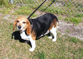 Beagle Dogs for adoption in New Bern, NC, USA