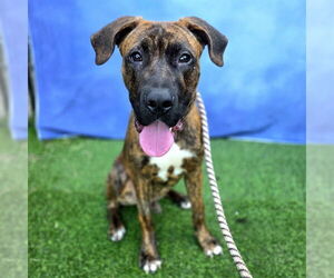 Daniff Dogs for adoption in Long Beach, CA, USA