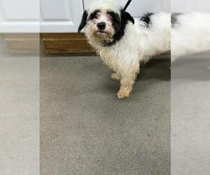 Border Terrier-Unknown Mix Dogs for adoption in Forestville, MD, USA