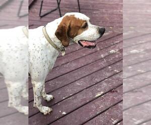 German Shorthaired Pointer Dogs for adoption in Spring, TX, USA