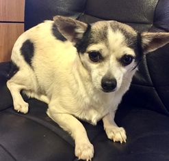 Chihuahua Dogs for adoption in Brownsboro, AL, USA