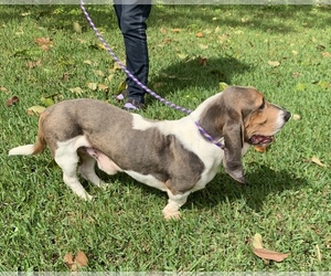 Basset Hound Dogs for adoption in Dallas, TX, USA