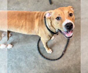 American Pit Bull Terrier-Unknown Mix Dogs for adoption in Tavares, FL, USA