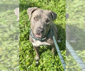 American Staffordshire Terrier Dogs for adoption in Fort Lauderdale, FL, USA