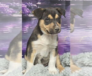 Sheprador Dogs for adoption in Lakewood, CO, USA