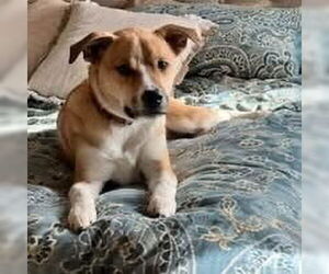 Huskies -Unknown Mix Dogs for adoption in Topeka, KS, USA