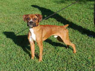 Boxer Dogs for adoption in Louisville, KY, USA