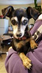 Miniature Pinscher Dogs for adoption in Staley, NC, USA