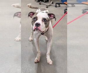 Mutt Dogs for adoption in Forestville, MD, USA
