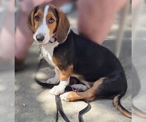 Basset Hound Dogs for adoption in Genesee, WI, USA