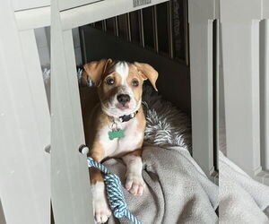 Labrador Retriever-Unknown Mix Dogs for adoption in Orlando, FL, USA