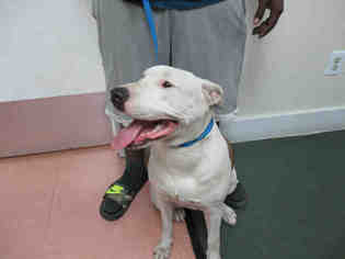 Bullboxer Pit Dogs for adoption in Fort Walton Beach, FL, USA