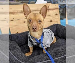 Chiweenie Dogs for adoption in Maple Grove, MN, USA