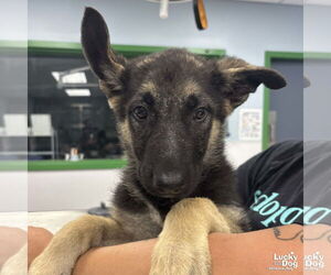 German Shepherd Dog-Unknown Mix Dogs for adoption in Washington, DC, USA