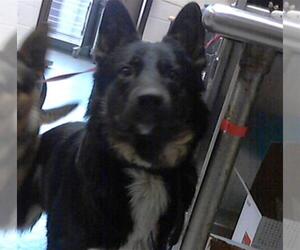 German Shepherd Dog Dogs for adoption in Fayetteville, NC, USA