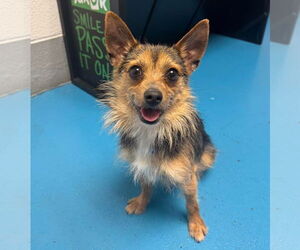 Chihuahua-Unknown Mix Dogs for adoption in Muskegon, MI, USA
