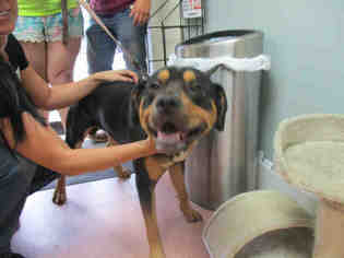 Rottweiler Dogs for adoption in Fort Walton Beach, FL, USA