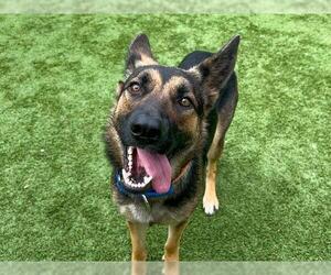 German Shepherd Dog Dogs for adoption in Orange, CA, USA