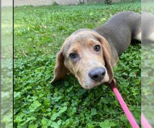 Beagle Dogs for adoption in Bentonville, AR, USA