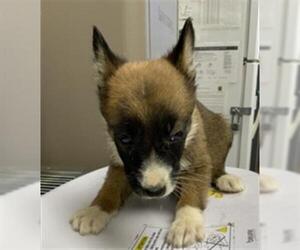 Australian Shepherd-Unknown Mix Dogs for adoption in Visalia, CA, USA