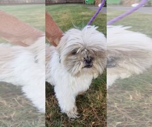 Shih Tzu Dogs for adoption in Guthrie, OK, USA
